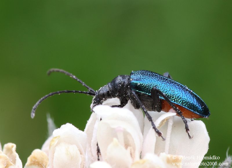 tesařík, Gaurotes virginea virginea (Linnaeus, 1758), Rhagiini, Cerambycidae (Brouci, Coleoptera)